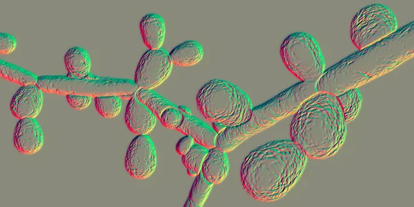 カンジダ症酵母 免疫不全患者に感染症を引き起こす顕微鏡真菌 単一または小グループで形成された仮晶と胚盤胞を示す科学的な3Dイラスト — ストック写真