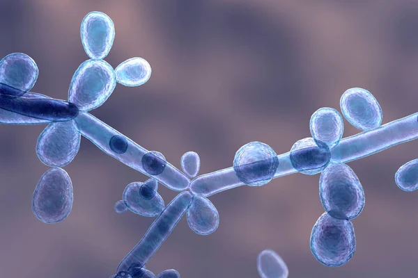 Imágenes de Blastoconidia, fotos de Blastoconidia sin royalties