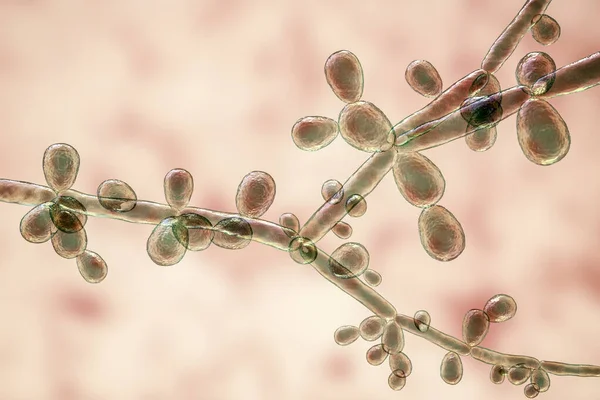 Candida Tropicalis Levures Champignons Microscopiques Qui Causent Des Infections Chez — Photo