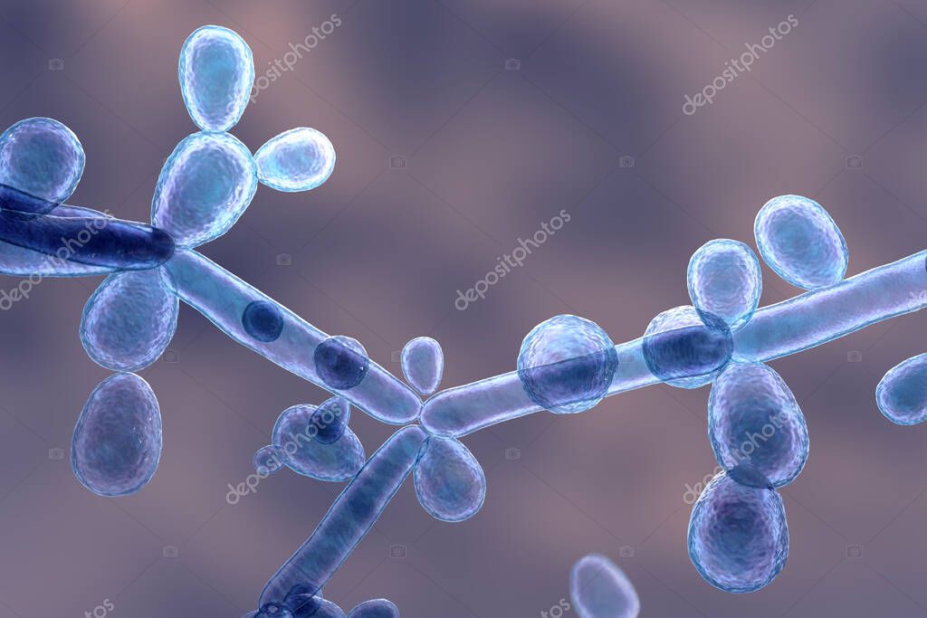 Levaduras de Candida tropicalis, hongos microscópicos