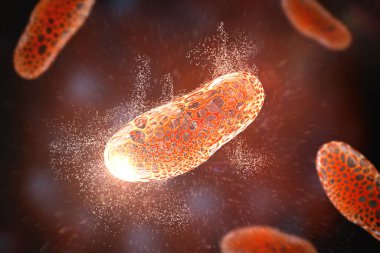 Bakterilerin yok edilmesi, kavramsal 3 boyutlu illüstrasyon. Hücre duvarında koca delikler olan bir bakteri. Antibiyotikler, nanopartiküller ve bakteriler üzerindeki diğer etkenler