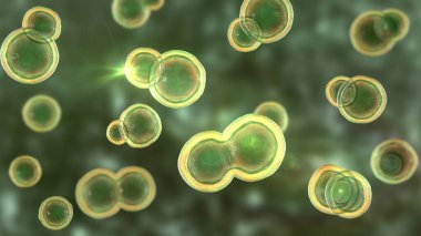 Blastomyces dermatidis mantarı, hastalığın nedensel faktörü blastomikozis akciğerleri etkileyen, deri, kemik, diğer organlar, üç boyutlu resimleme. Maya formu.