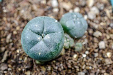 Lophophora williamsii kaktüsü, yakın çekim.