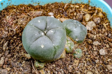 Lophophora williamsii kaktüsü, yakın çekim.