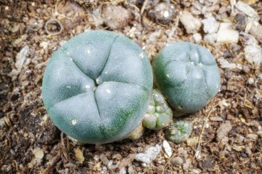 Lophophora williamsii kaktüsü, yakın çekim.