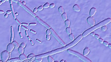 Mikroskobik mantar Trichosporon, 3 boyutlu illüstrasyonda septik hyphae, psödohyphae, blastoconidia tek başına veya kısa zincirlerde, artroconidia görülüyor. Beyaz piedra, yüzeysel ve istilacı enfeksiyonlara neden olur.