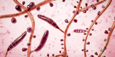 Mantar Trichophyton Rubrum, makrokonidium, mikro konidia ve septli hyphae 'yi gösteren 3 boyutlu çizim. Deri ve tırnaklara, özellikle ayaklarda (tinea pedis) dermatofizoziye ve onychomycosis 'e neden olur.