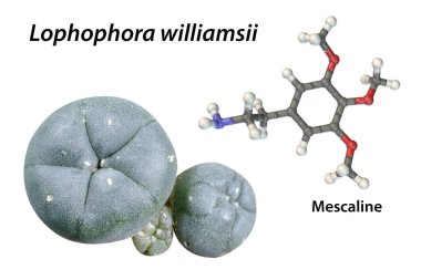 Meskalin molekülü ve doğal kaynağı, Meksika peyotl kaktüsü (Lophophora williamsii), 3 boyutlu illüstrasyon ve fotoğraf. Meskalin, kaktüsün etindeki halüsinojenik bir maddedir.