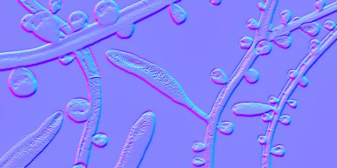 Mantar Trichophyton Rubrum, makrokonidium, mikro konidia ve septli hyphae 'yi gösteren 3 boyutlu çizim. Deri ve tırnaklara, özellikle ayaklarda (tinea pedis) dermatofizoziye ve onychomycosis 'e neden olur.