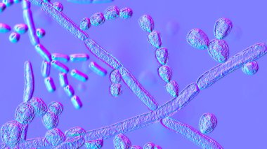 Mikroskobik mantar Trichosporon, 3 boyutlu illüstrasyonda septik hyphae, psödohyphae, blastoconidia tek başına veya kısa zincirlerde, artroconidia görülüyor. Beyaz piedra, yüzeysel ve istilacı enfeksiyonlara neden olur.