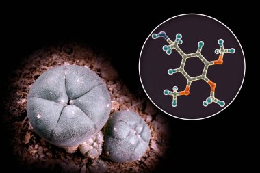Meskalin molekülü ve doğal kaynağı, Meksika peyotl kaktüsü (Lophophora williamsii), 3 boyutlu illüstrasyon ve fotoğraf. Meskalin, kaktüsün etindeki halüsinojenik bir maddedir.