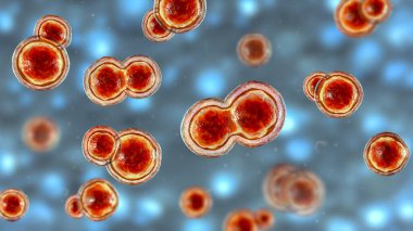 Blastomyces dermatidis mantarı, hastalığın nedensel faktörü blastomikozis akciğerleri etkileyen, deri, kemik, diğer organlar, üç boyutlu resimleme. Maya formu.
