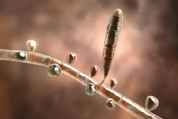 Μύκητες Trichophyton Rubrum Τρισδιάστατη Απεικόνιση Που Δείχνει Μακροκονίδιο Μικροκονίδια Και — Φωτογραφία Αρχείου