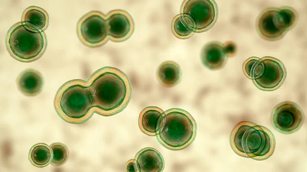 Blastomyces Dermatitidis Fungi Causative Agent Disease Blastomycosis Affecting Lungs More — Stock Photo, Image