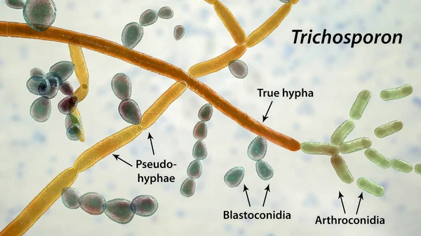 Szerkezete Gombák Trichosporon Illusztráció Azt Mutatja Szeptát Hyphae Pszeudohyphae Blastoconidia — Stock Fotó