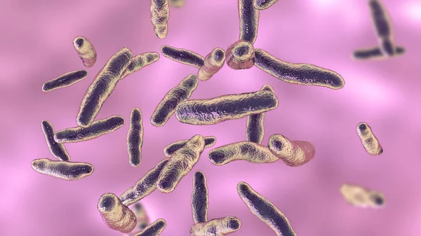 Білофіла Бактерії Wadsworthia Ілюстрація Анаеробна Бактерія Знайдена Нижніх Частинах Шлунково — стокове фото
