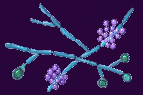 Candida Albicans Levures Champignons Microscopiques Illustration Scientifique Montrant Des Pseudohyphes — Photo