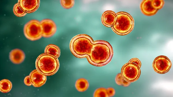 Blastomyces Dermatitidis Fungi Causative Agent Disease Blastomycosis Affecting Lungs More — Stockfoto