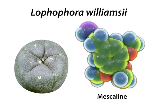 Mescaline Molecule Its Natural Source Mexican Peyotl Cactus Lophophora Williamsii — Stock Photo, Image