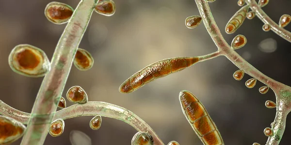 真菌Trichophytonルブラム マクロコンジアを示す3Dイラスト Microconidiaと分離ハイフー 皮膚炎の原因となる皮膚や爪に感染します 特に足の上 およびOnychomycosis — ストック写真
