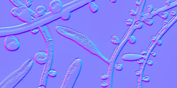 Fungus Trichophyton Rubrum Иллюстрация Показывающая Макроконидий Микроконидии Септатные Гифы Инфицирует — стоковое фото