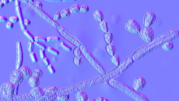 Mikroskobik mantar Trichosporon, 3 boyutlu illüstrasyonda septik hyphae, psödohyphae, blastoconidia tek başına veya kısa zincirlerde, artroconidia görülüyor. Beyaz piedra, yüzeysel ve istilacı enfeksiyonlara neden olur.