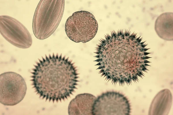 Pollen Grains Illustration Factors Causing Hay Fever Allergic Rhinitis — Stock Photo, Image