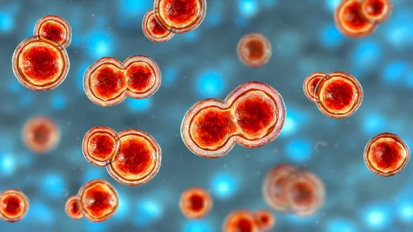 Blastomyces Dermatitidis Fungi Agente Causal Enfermedad Blastomicosis Que Afecta Los — Foto de Stock