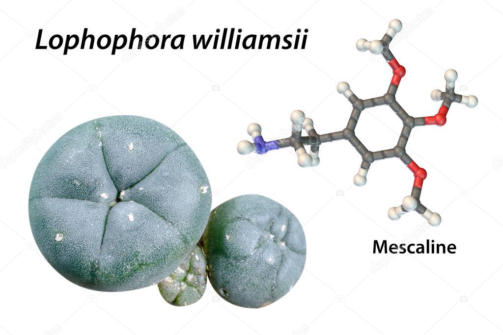 Mescaline molecule and its natural source, Mexican peyotl cactus (Lophophora williamsii), 3D illustration and photograph. Mescaline is a hallucinogenic substance present in the flesh of the cactus