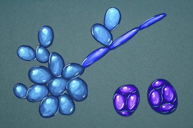 Saccharomyces cerevisiae maya, tomurcuklanan maya hücreleri, psödohyphae, asci ve ascospores gösteren bilimsel illüstrasyon. Fırıncı ya da mayacı mayası, probiyotikler normal barsak bitkisini yeniliyor.