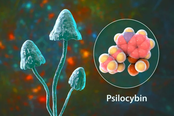 Psilocybin Mushrooms Illustration Commonly Known Magic Mushrooms Group Fungi Contain — Stock Photo, Image