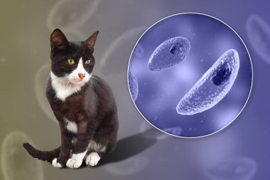 Parazit protozoanlar, toksoplazma gondii, taşizoit evresindeki toksoplazmozun nedensel maddesi, 3 boyutlu illüstrasyon ve bir sokak kedisinin fotoğrafı, Toxoplasma parazitinin kesin konukçusu.