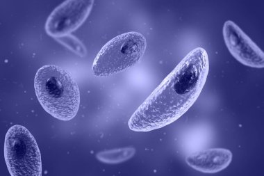 Parazit protozoanlar. Toksoplazma gondii. Taşizoit evresinde toksoplazmozun nedensel maddesi.