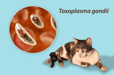 Toksoplazma gondii, taşizoit aşamasındaki toksoplazmozun nedensel maddesi, 3 boyutlu illüstrasyon ve bir kedinin fotoğrafı, Toxoplasma paraziti kesin taşıyıcı.