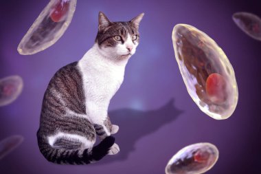 Toksoplazma gondii, taşizoit aşamasındaki toksoplazmozun nedensel maddesi, 3 boyutlu illüstrasyon ve bir kedinin fotoğrafı, Toxoplasma paraziti kesin taşıyıcı.