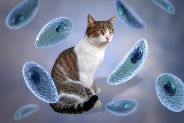 Toksoplazma gondii, taşizoit aşamasındaki toksoplazmozun nedensel maddesi, 3 boyutlu illüstrasyon ve bir kedinin fotoğrafı, Toxoplasma paraziti kesin taşıyıcı.