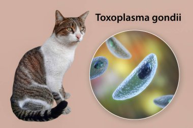 Toksoplazma gondii, taşizoit aşamasındaki toksoplazmozun nedensel maddesi, 3 boyutlu illüstrasyon ve bir kedinin fotoğrafı, Toxoplasma paraziti kesin taşıyıcı.