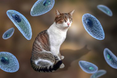 Toksoplazma gondii, taşizoit aşamasındaki toksoplazmozun nedensel maddesi, 3 boyutlu illüstrasyon ve bir kedinin fotoğrafı, Toxoplasma paraziti kesin taşıyıcı.