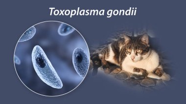 Toksoplazma gondii, taşizoit aşamasındaki toksoplazmozun nedensel maddesi, 3 boyutlu illüstrasyon ve bir kedinin fotoğrafı, Toxoplasma paraziti kesin taşıyıcı.