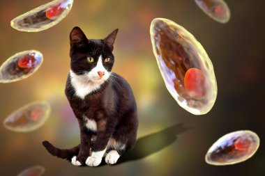 Parazit protozoanlar, toksoplazma gondii, taşizoit evresindeki toksoplazmozun nedensel maddesi, 3 boyutlu illüstrasyon ve bir sokak kedisinin fotoğrafı, Toxoplasma parazitinin kesin konukçusu.