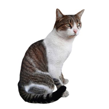 Beyaz arka planda izole edilmiş kameradan yana bakan sokak gri ve beyaz kedisi.