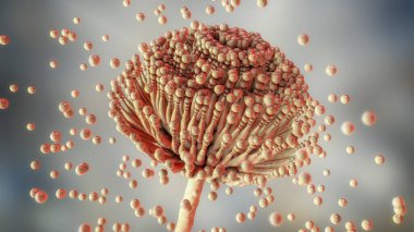 Fungi Aspergillus, black mold, which produce aflatoxins and cause pulmonary infection aspergillosis, 3D illustration clipart