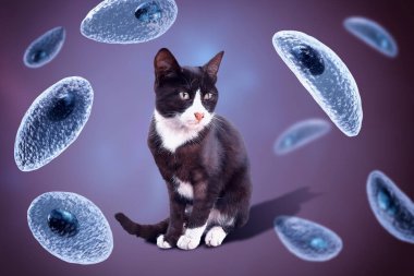 Parazit protozoanlar, toksoplazma gondii, taşizoit evresindeki toksoplazmozun nedensel maddesi, 3 boyutlu illüstrasyon ve bir sokak kedisinin fotoğrafı, Toxoplasma parazitinin kesin konukçusu.