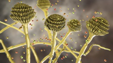 Fungi Aspergillus, black mold, which produce aflatoxins and cause pulmonary infection aspergillosis, 3D illustration clipart
