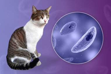 Toksoplazma gondii, taşizoit aşamasındaki toksoplazmozun nedensel maddesi, 3 boyutlu illüstrasyon ve bir kedinin fotoğrafı, Toxoplasma paraziti kesin taşıyıcı.