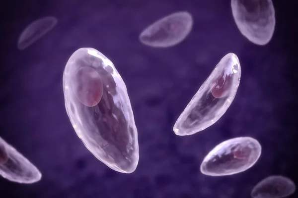 Parazit Protozoanlar Toksoplazma Gondii Taşizoit Evresinde Toksoplazmozun Nedensel Maddesi — Stok fotoğraf
