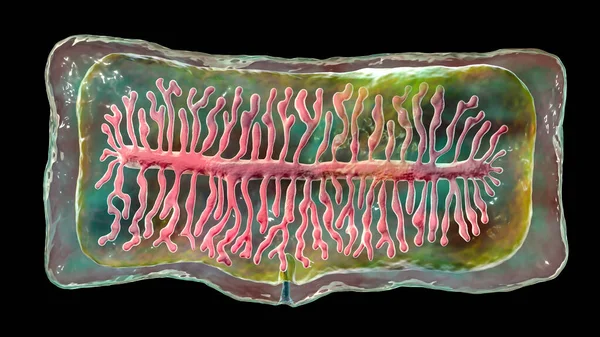圆锥线虫的身体单位 Proglottid 3D说明 一种寄生动物和人类肠道的扁平线虫 前列腺包含子宫 有12 30个主要侧支 充满卵子 — 图库照片