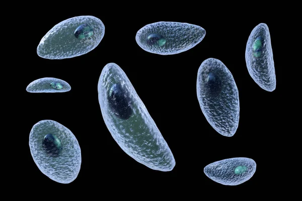 Parazit protozoanlar. Toksoplazma gondii. Taşizoit evresinde toksoplazmozun nedensel maddesi.