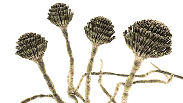 Funghi Aspergillus Muffa Nera Che Producono Aflatossine Causano Infezioni Polmonari — Foto Stock