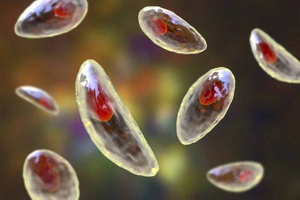 Parazit Protozoanlar Toksoplazma Gondii Taşizoit Evresinde Toksoplazmozun Nedensel Maddesi — Stok fotoğraf